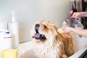 Best Way to Bathe Your Dog and Keep the Drain Unclogged