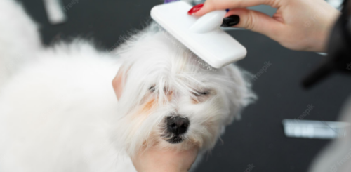 A groomer brushing a dog to minimize fur